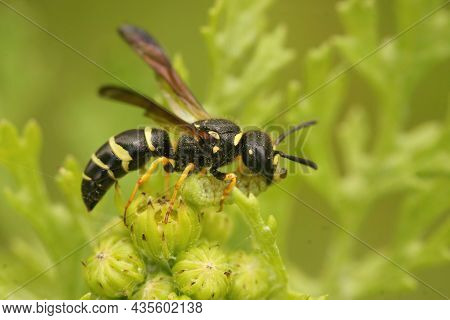 Closeup Of A Symmorphus Digger Wasp , Waling With A Caterpillar As Prey In Her Mouth