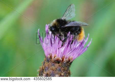 Closeup On A Red-tailed Bumblebee, Bombus Lapidarius Feeding On A Purple Knapweed Flower, Centaurea 