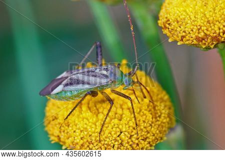 Closeup On The Lucerne Or  Alfalfa Plant Bug, Adelphocoris Lineolatus Sittong On A Yellow Tansy Flow