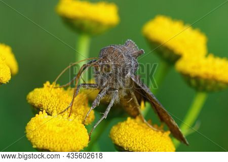 Frontal Closeup On A Dewick's Plusia Moth,  Macdunnoughia Confusa, Feeding On Tansy, Tanacetum Vulga