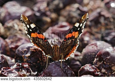 Frontal Closeup Of A Vanessa Atalanta Butterfly Feeding On Rotten Fruit