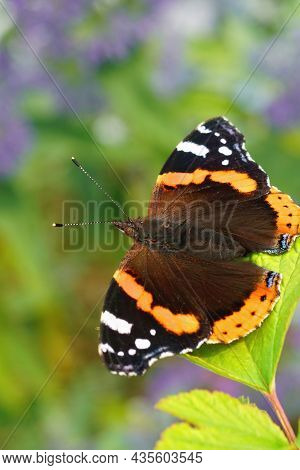 Vertical Closeup Of The Colorful Vanessa Atalanta Butterfly, Posing With Open Wings In The Garden
