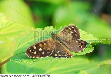 Closuep On The Brown Speckled Wood Butterfly , Parage Aegeria With Open Wings In The Garden