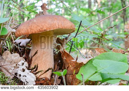 One Nice Specimen Of Boletus Edulis Or Penny Bun Mushrooms In Beech Forest In Soft Morning Light, Na
