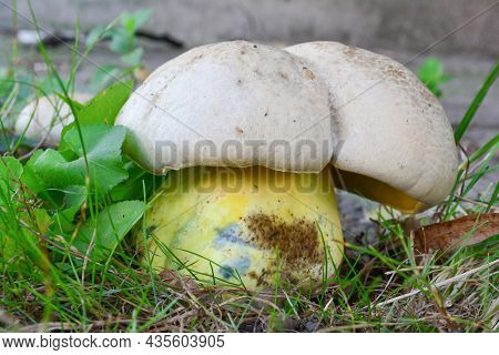 One Single Specimen Of Caloboletus Radicans, Previously Boletus Radicans Or Boletus Albidus, Also Kn