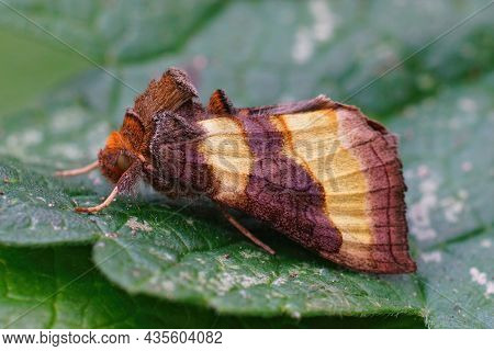 Closeup Of The Colorful Gold Spot Moth, Plusia Festucae, Sitting On A Green Leaf In The Garden