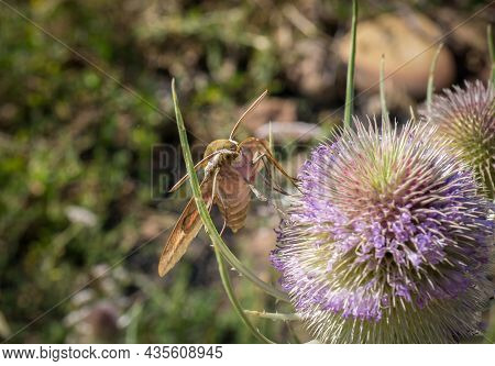 Hawk Moth Macro Detail Extracting Nectar From A Thistle In Springtime Bugs, Insect Macro