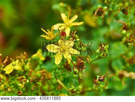 Hypericum Maculatum Commonly Known As Imperforate St John's-wort,