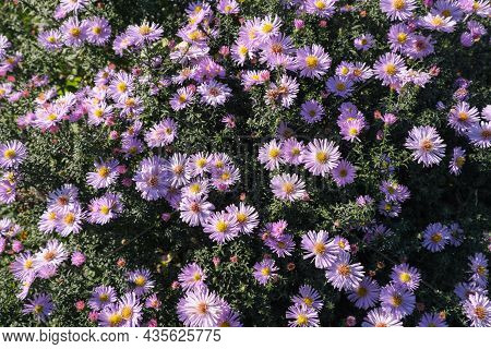 Astra Virgin Or New Belgian (symphyotrichum Novi-belgii) Beautiful Autumn Flower Bed