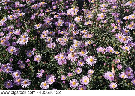 Astra Virgin Or New Belgian (symphyotrichum Novi-belgii) Beautiful Autumn Flower Bed