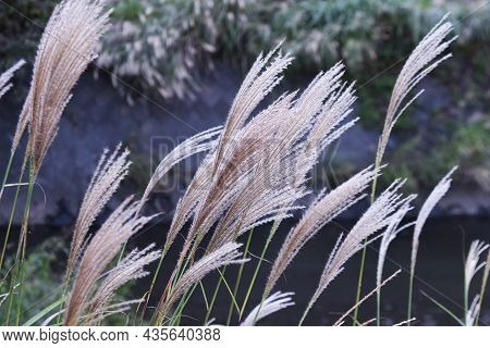 Japanese Pampas Grass Is A Japanese Autumn Tradition. You Can See Japanese Pampas Grass Swaying In T