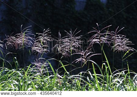 Japanese Pampas Grass Is A Japanese Autumn Tradition. You Can See Japanese Pampas Grass Swaying In T