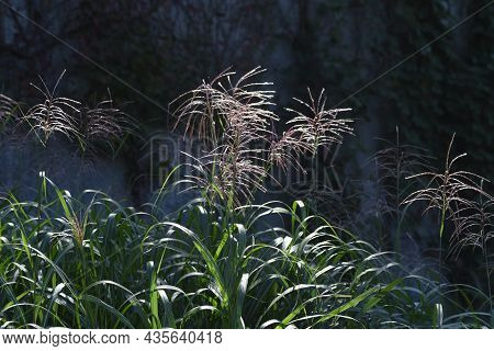 Japanese Pampas Grass Is A Japanese Autumn Tradition. You Can See Japanese Pampas Grass Swaying In T