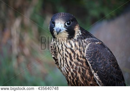 Closeup Of A Juvenile Peregrine Falcon Head