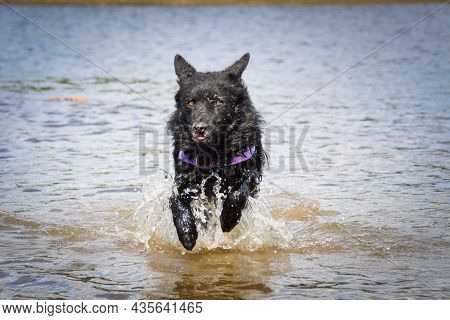 Mudi Is Running In The Water. It Was Autumn Photo Workshop.