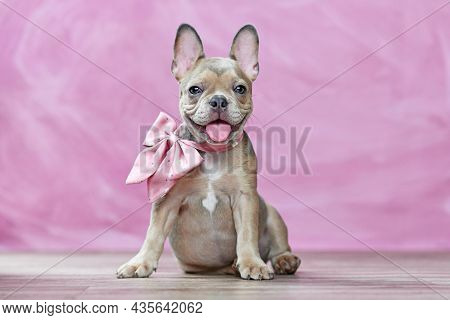 Happy French Bulldog Puppy Wearing Pink Ribbon