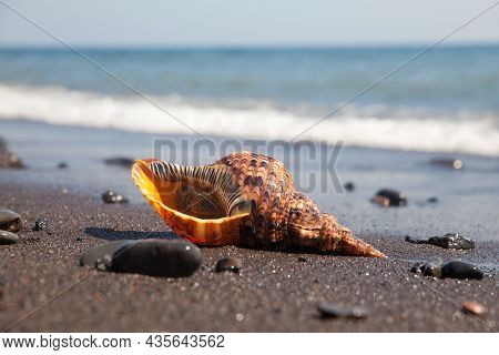 Charonia Tritonis Clam On The Sand. Triton Is Very Large Predatory Marine Gastropods Snail In The Ge