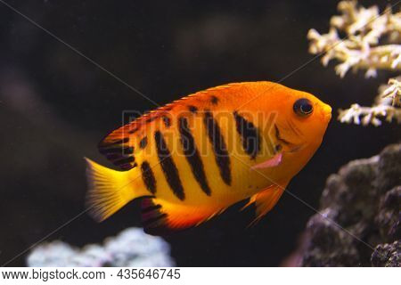 The Flame Angel (centropyge Loricula) In Aquarium.