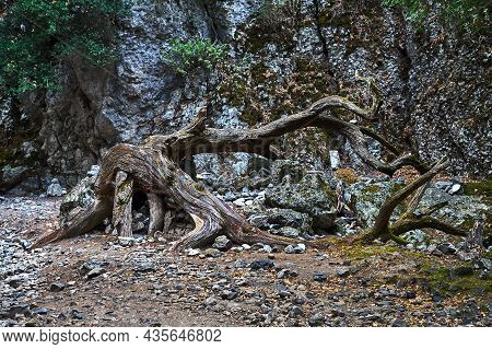 A Withered Tree Stump In The Imbros Gorge On The Island Of Crete In Greece
