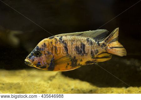 Orange Blotch Peacock (aulonocara Sp.) In Aquarium.