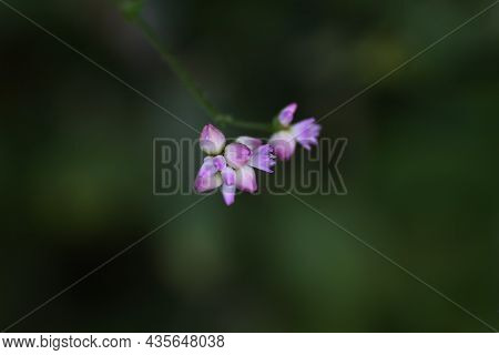 Persicaria Senticosa Flowers. Polygonaceae Annual Vine. It Has Sharp Thorns On Its Stems And Leaves,
