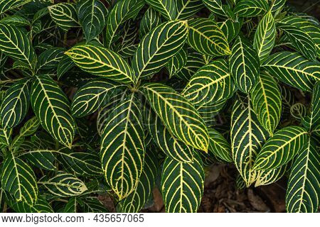 Sanchezia Speciosa Leonard,green Leaves Pattern With Yellow Stripes For Background,beautiful Zebra P