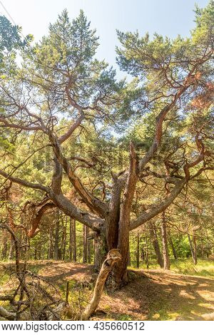 Magic Pine (magiczna Sosna) In The Forest On Hel Peninsula.
