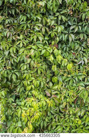 Parthenocissus Quinquefolia, Known As Virginia Creeper, Victoria Creeper, Five-leaved Ivy. Green Fol