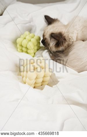A Small Beige Colored Ragdoll Baby Kitten Cat On White Sheets Smelling On White And Green Bubble Can