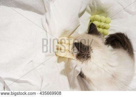 A Small Beige Colored Ragdoll Baby Kitten Cat On White Sheets Smelling On White And Green Bubble Can
