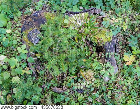 Growing Young Spruce Saplings In Rotting Old Wood Trunk In The Forest.