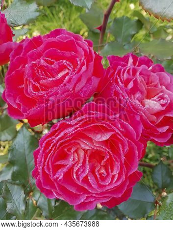 Flowers Of  Beautiful Braided Amadeus Rose In Dew Drops. Rose Flower In The Morning Rays Of The Autu