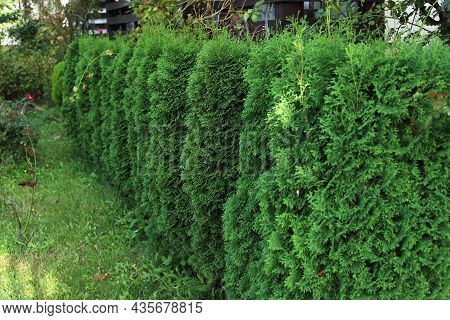 Green Hedge Of Thuja Trees. Green Hedge Of The Tui Tree. Cut Thuja, Nature, Background.