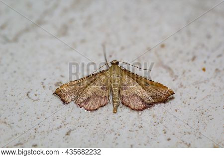 A Spanner Or A Moth On A Stone Slab.
