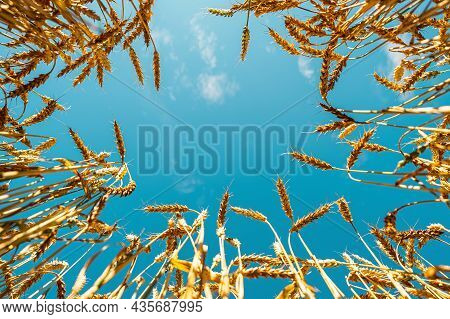 Ripe Ears Of Wheat In Field Close-up On Background Of Blue Sky. Shot From Bottom To Top. A Look At T