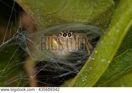 Small Jumping Spider Of The Genus Frigga