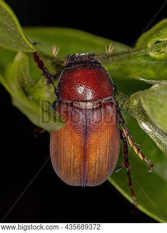 Adult June Beetle Of The Subfamily Melolonthinae