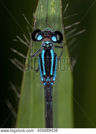 Adult Narrow-winged Damselfly