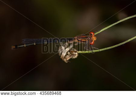 Adult Narrow-winged Damselfly Of The Family Coenagrionidae