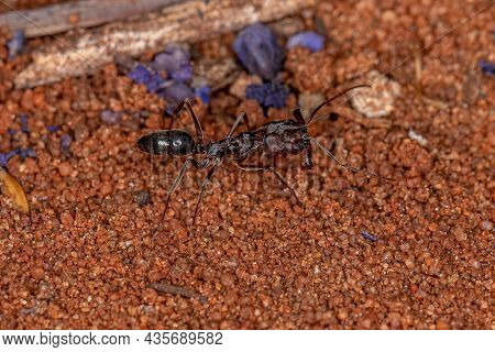 Adult Red Trap-jaw Ant Of The Genus Odontomachus