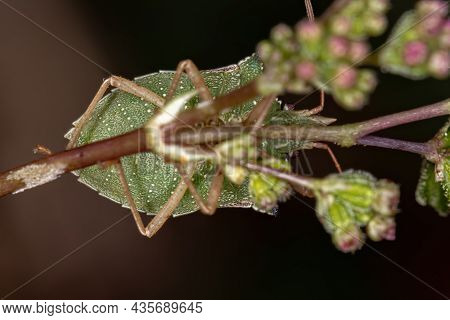 Adult Green Belly Bug Of The Species Diceraeus Melacanthus