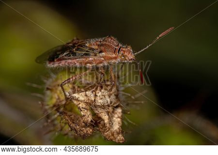 Adult Scentless Plant Bug Of The Family Rhopalidae