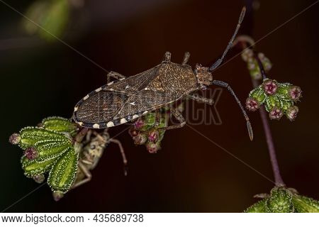 Adult Leaf-footed Bug Of The Species Catorhintha Guttula