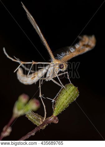 Adult Plume Moth Of The Family Pterophoridae