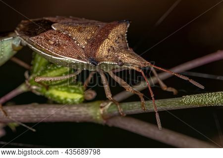 Adult Green Belly Bug