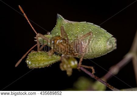 Adult Green Belly Bug Of The Species Diceraeus Melacanthus