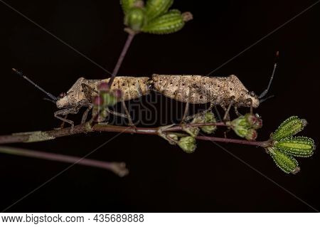 Adult Leaf-footed Bugs Of The Species Catorhintha Guttula Coupling