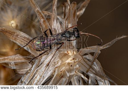 Adult Spider Wasp Of The Family Pompilidae