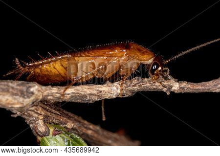 Adult Wood Cockroach Of The Family Ectobiidae