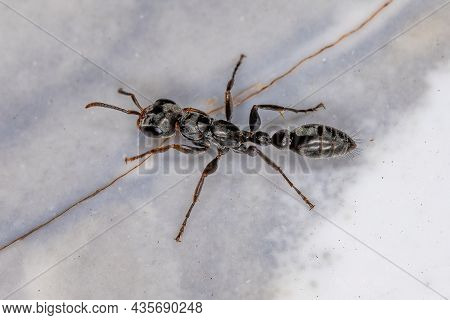 Adult Red Twig Ant Of The Genus Pseudomyrmex